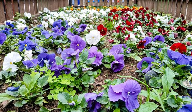 Efeler’de Sokaklar ve Parklar Renkleniyor