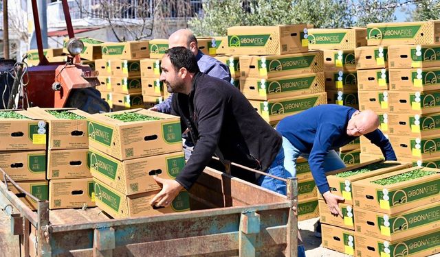 Gördes’te Üreticinin Yüzü Güldü