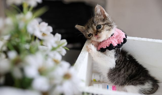 Yaşama ihtimali ‘sıfır’ olan Zero hayata tutundu