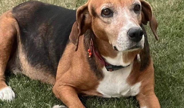 Seferihisar’daki gizemli köpek kayıplarında iz yok