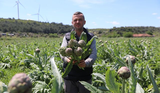 Seferihisar’ın enginar için hasat sezonu başladı