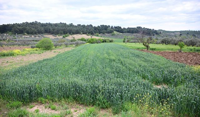 Büyükşehir’in toprakla buluşan tohumları yeşerdi