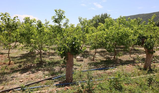Muğla'da kozalar berekete dönüştü