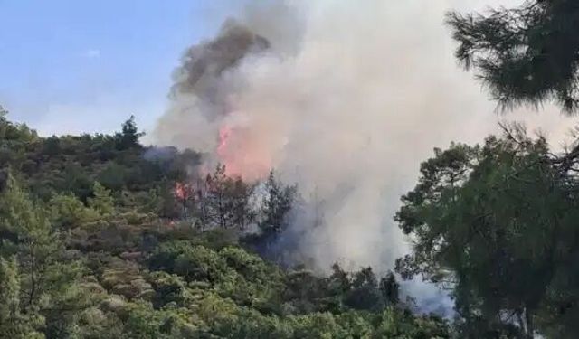 Muğla'da Yıldırım Ormanları Ateşe Verdi