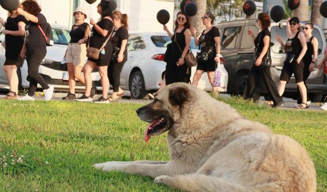 “Sokaktaki hayvanın toplatılması talimatı hukuksuzdur”