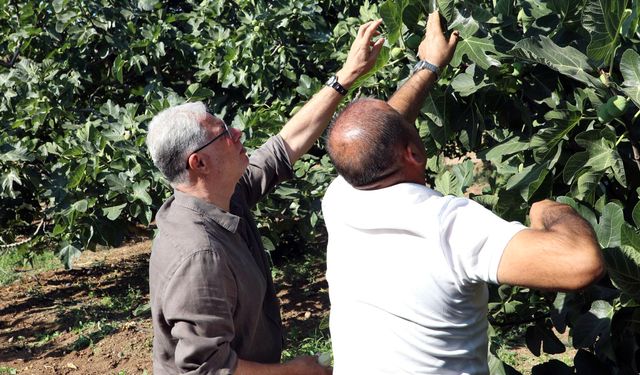 Mudanya’da incir hasadı sürüyor