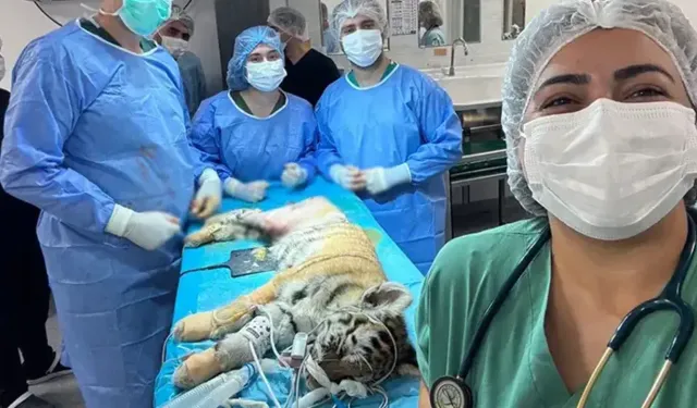 Yavru Amur Kaplanı ameliyatla sağlığına kavuştu