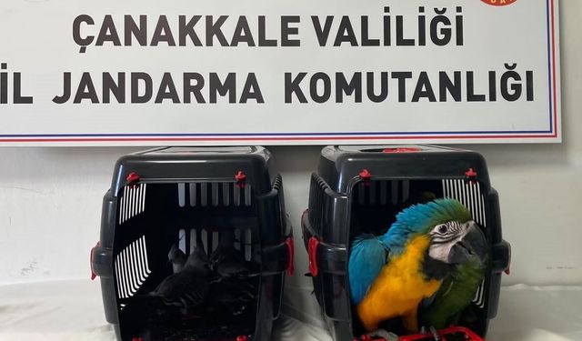 Nesli tehlikede olan egzotik kuşlara köprü gişelerinde el konuldu