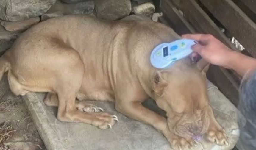 Manisa’da pitbull besleyen iki kişiye 304 bin lira ceza