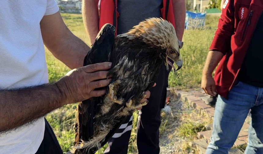 Arnavutköy’de çayırlık alanda yaralı kartal bulundu