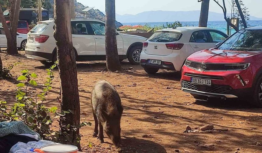 Aydın’da sıra dışı olay: Tatilci kadının çantasını yaban domuzları kaçırdı