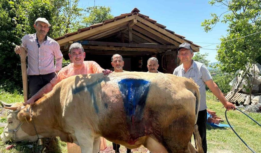 Bartın’da yüz binde bir görülen olay