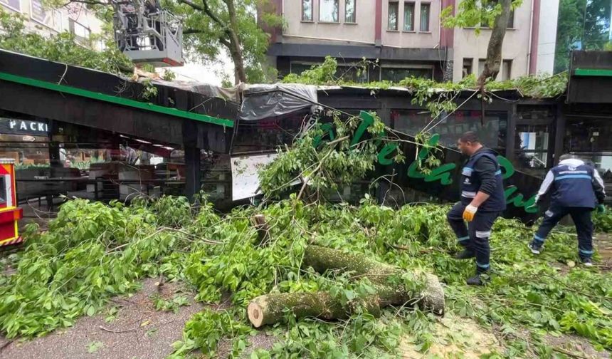 Dev ağaç kafenin üzerine devrildi, facia teğet geçti