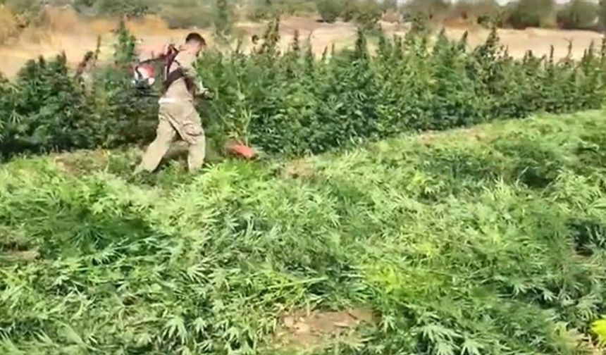 Diyarbakır’da 70 ton toz esrar elde edebilecek 3 milyon 476 bin adet kök kenevir ve skunk ele geçirildi: 7 gözaltı