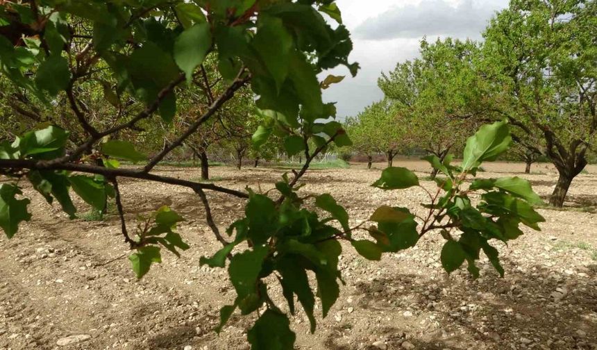 Malatya’da kayısı ağaçları yeniden yeşerdi