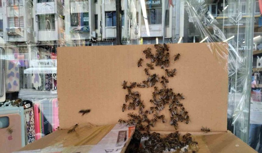 Arılar Denizli şehir merkezini istila etti