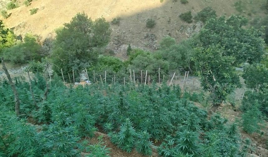 Bingöl’de 15 bin kök kenevir ele geçirildi