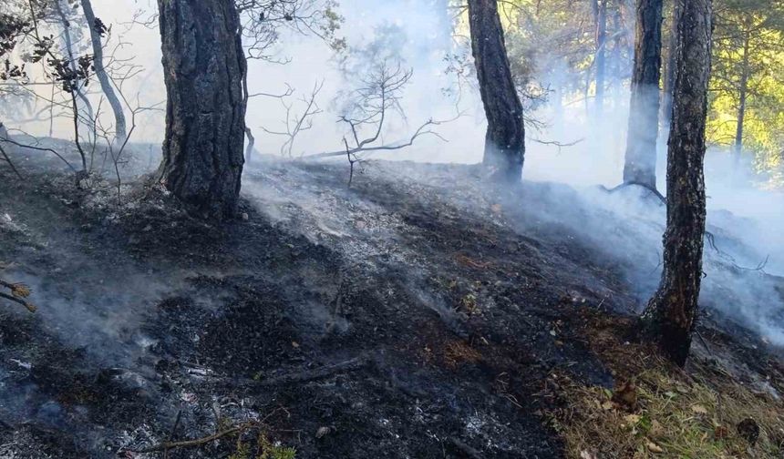 Bolu’da örtü yangını: 1 hektar zarar gördü