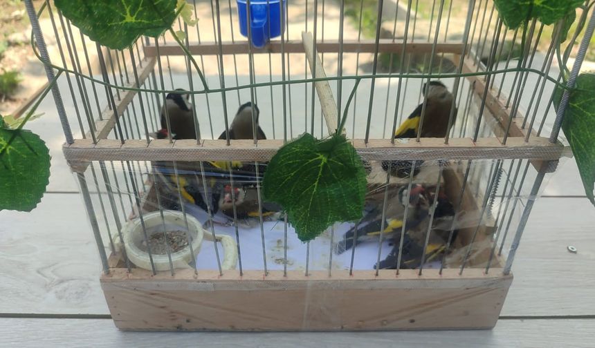 Kırşehir’de saka kuşu avcılarına operasyon: 2 kişi yakalandı