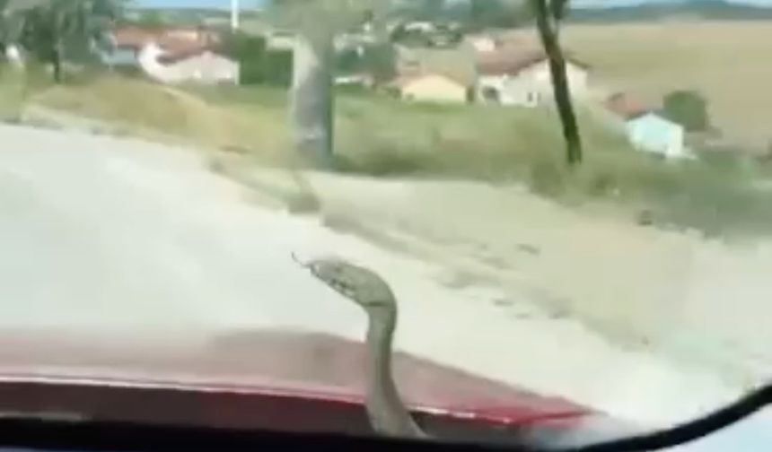 Kütahya’da ’aracın kaputundan çıkan yılan’ şaşkınlığı