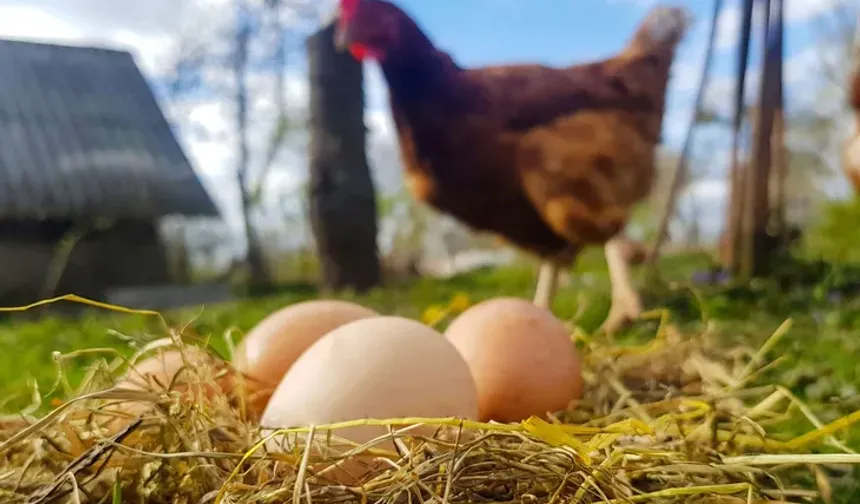 Tavuk kesimi arttı, yumurta üretimi azaldı!