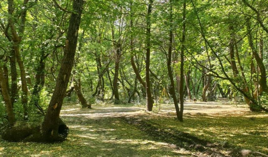 İzmir'de ormanlara giriş yasağı başladı