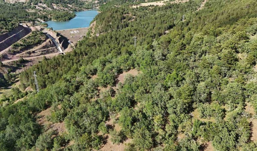 Kaybolan hayvanlar için dronla umut arayışı