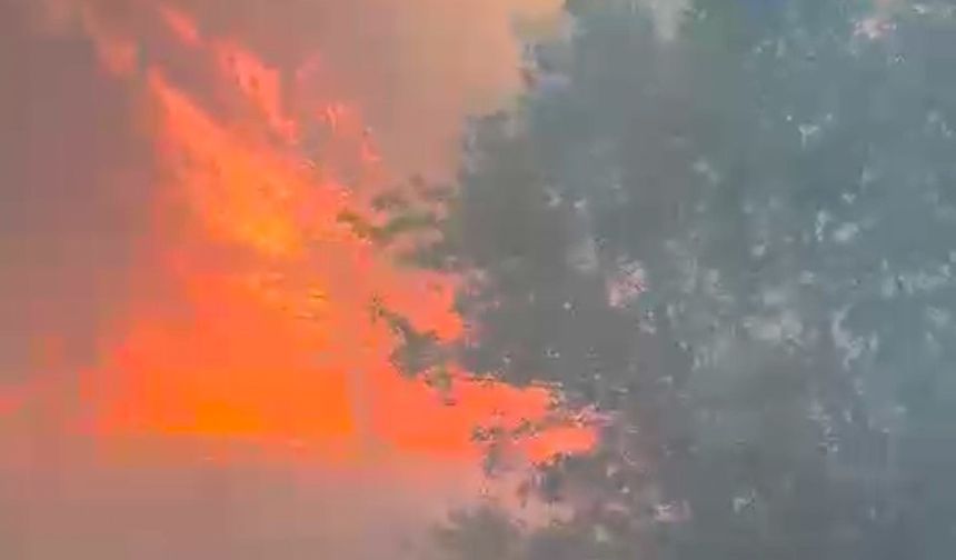 Manisa’da orman yangını