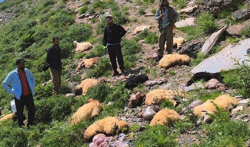 Yüksekova’da uçurumdan atlayan 20 koyundan 12’si telef oldu