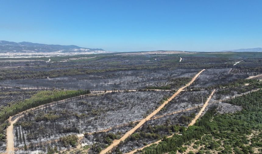 İzmir’de orman yangınları Buca’nın iki katı alanı küle çevirdi