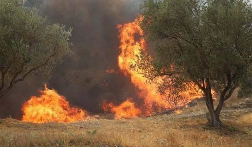 Manisa'daki yangın 20 saat sonra kontrol altında