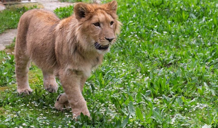 Adını anketle İzmirliler belirlemişti: Aslan Pars öldürüldü...