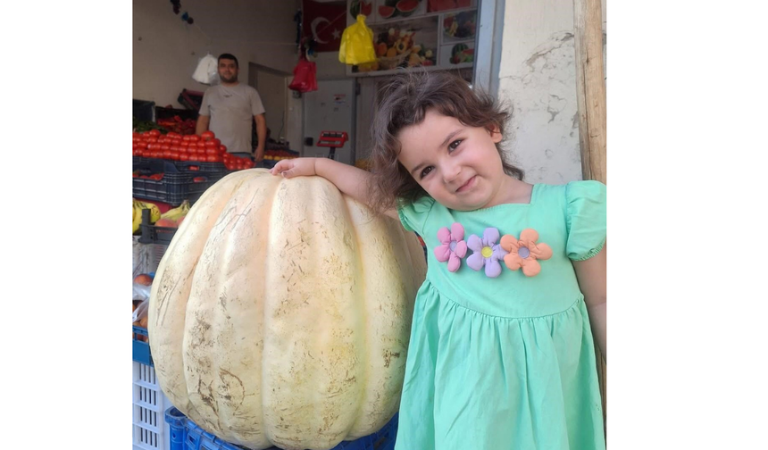 Manisa’da 85 Kiloluk Dev Bal Kabağı Görenleri Şaşırttı