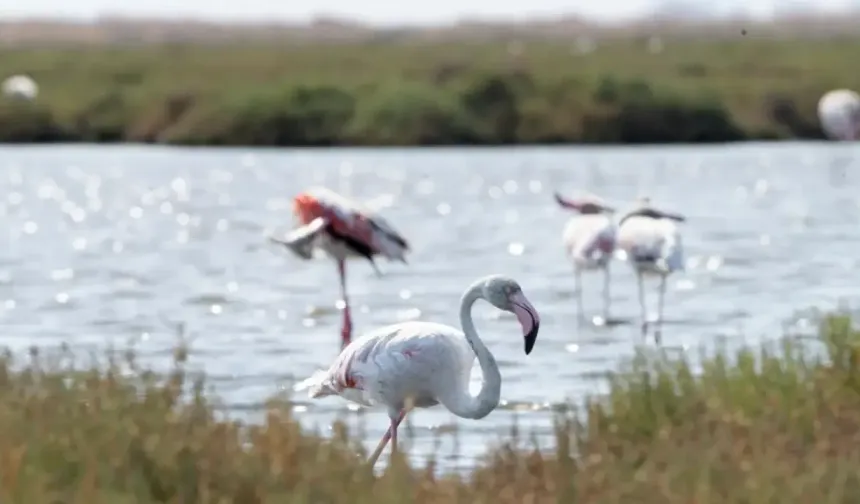 İzmir’de Flamingo Yolu Turlarına Yoğun İlgi