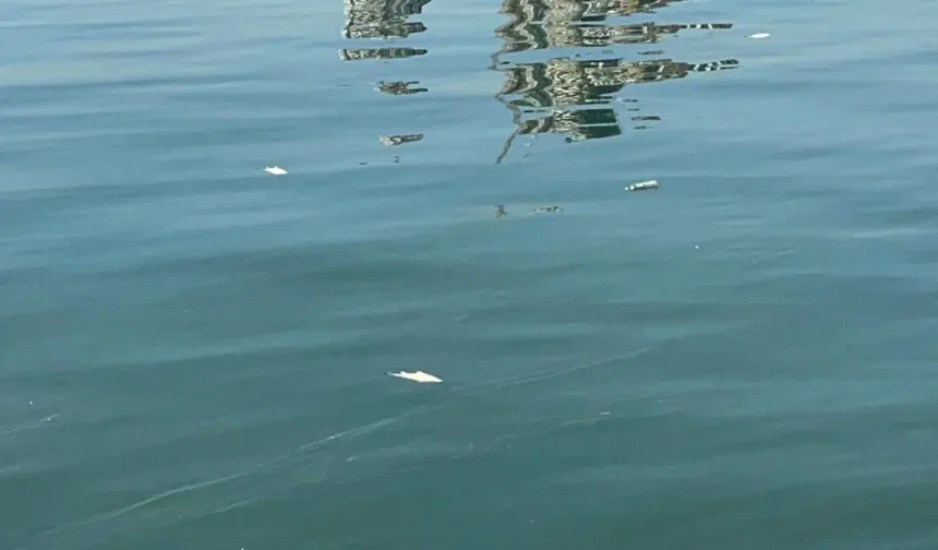 İzmir körfezi’nde kirlilik alarmı