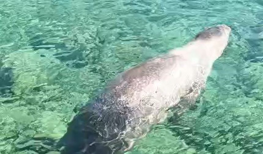 Marmaris Çiftlik Koyu’nda fok balığı görüntülendi