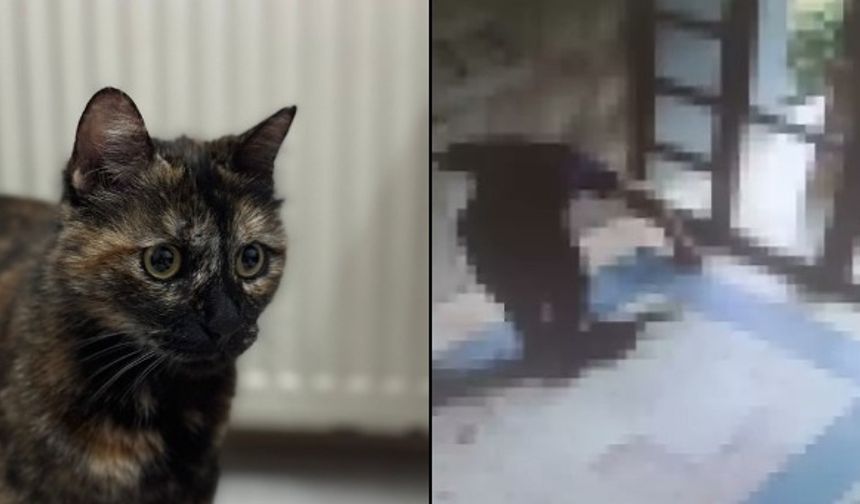 'Cezve' isimli kediyi vahşice katleden cani tutuklandı