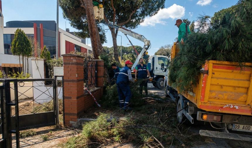Efeler Belediyesi'nden yüksek çam ağaçlarına bakım
