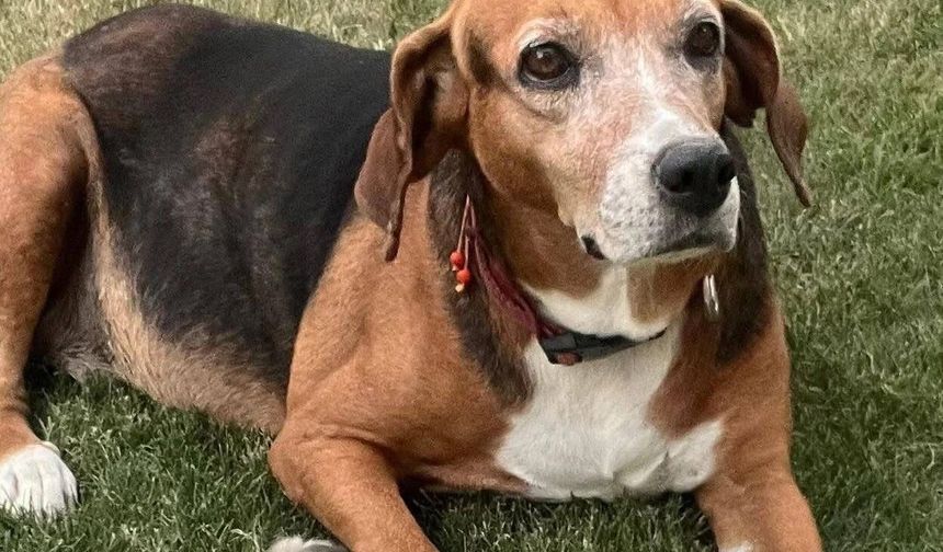 Seferihisar’daki gizemli köpek kayıplarında iz yok