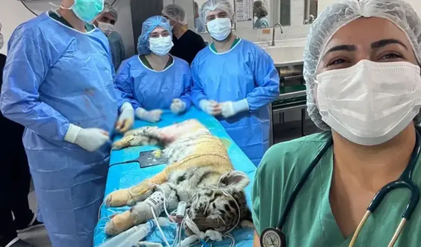 Yavru Amur Kaplanı ameliyatla sağlığına kavuştu