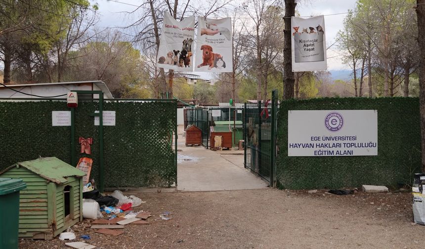 ‘Yurt’ iddiasıyla 160 köpek barınaktan alındı!