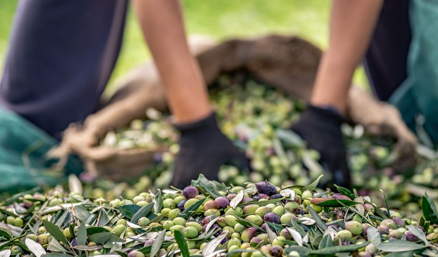 Zeytin ve zeytinyağı değerini arttıracak Avrupa Birliği Projesi