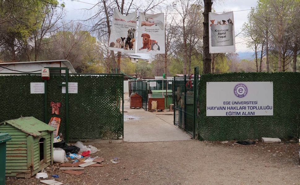 ‘Yurt’ iddiasıyla 160 köpek barınaktan alındı!