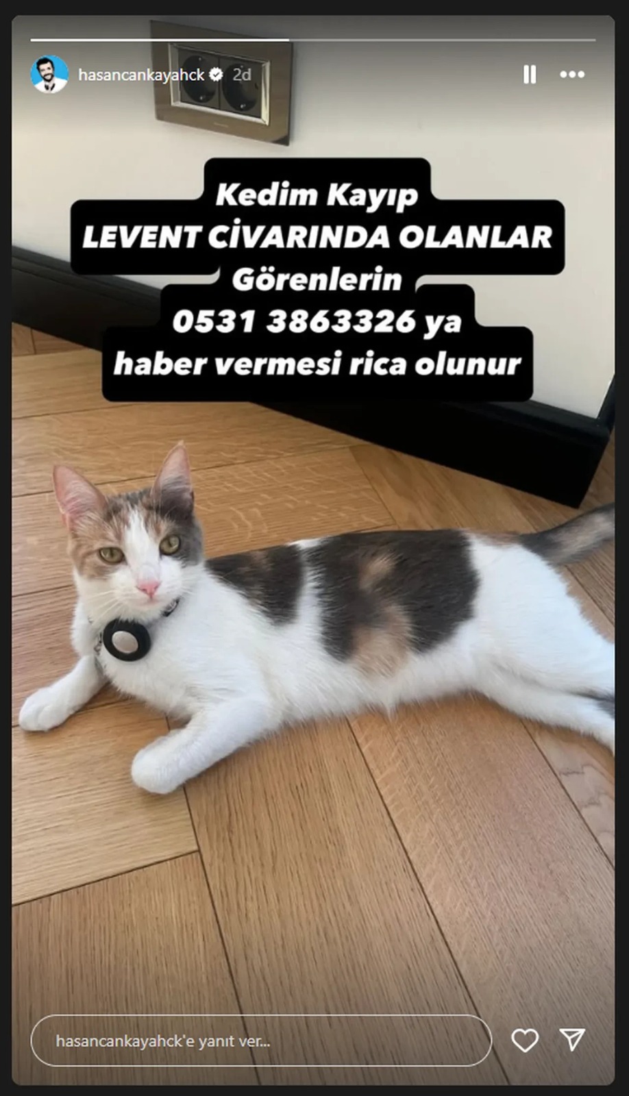 Hasan Can Kaya'nın Kedisi Kayboldu! Sokak Sokak Arıyor (2)