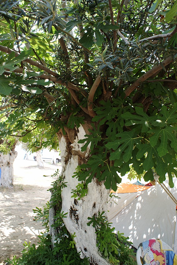 Darı