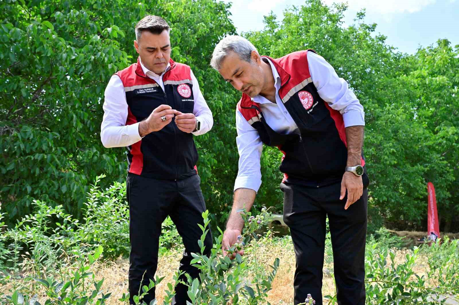 İzmir’in Ilk Toprağa Dikim Yaban Mersini Hasat Edildi1