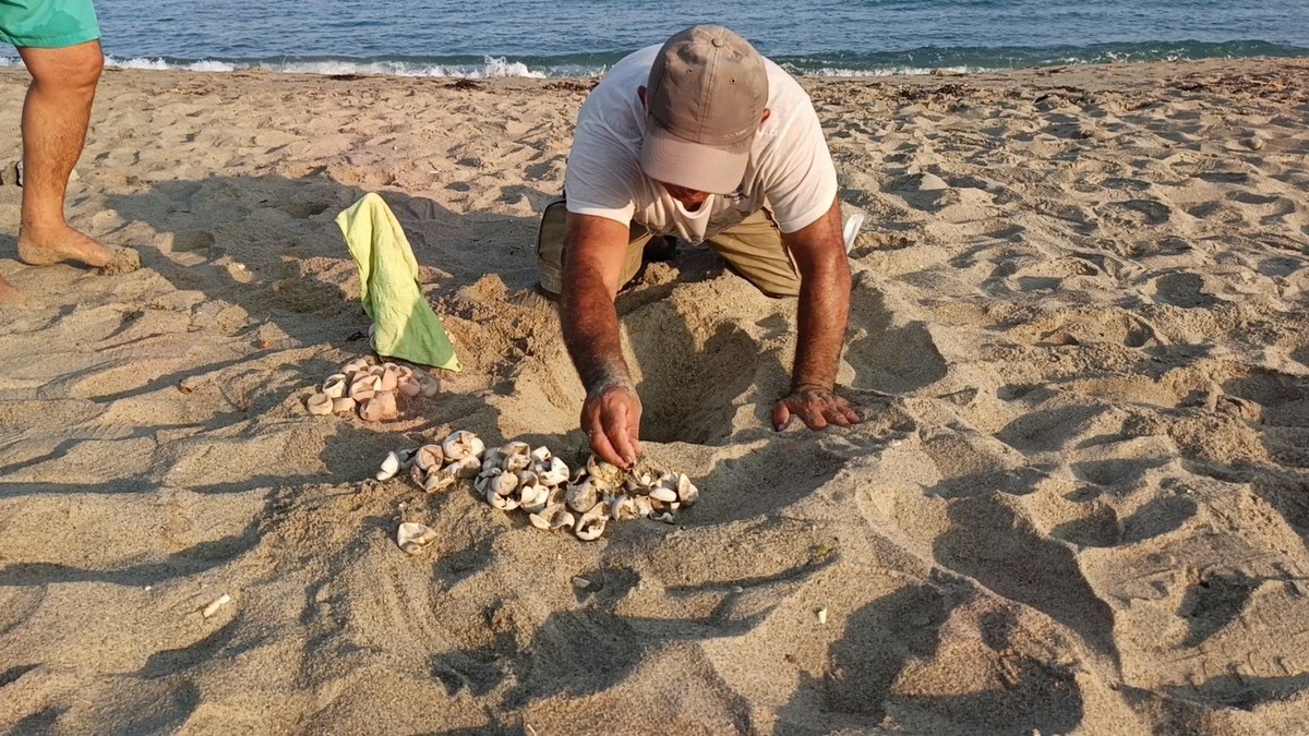 Kuşadası'nda Caretta Caretta Yavruları Sürpriz Yuvadan Çıktı2