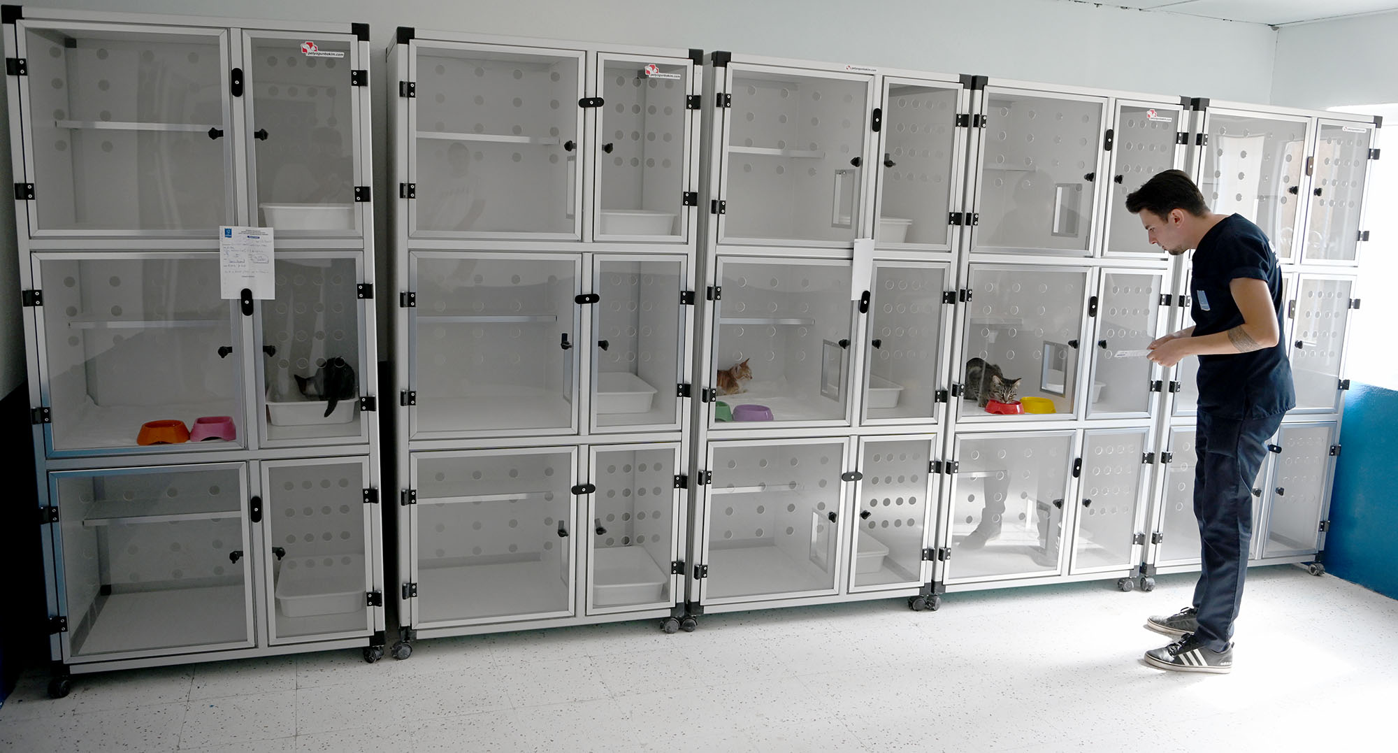 Kedi Kisirlastirma (3)