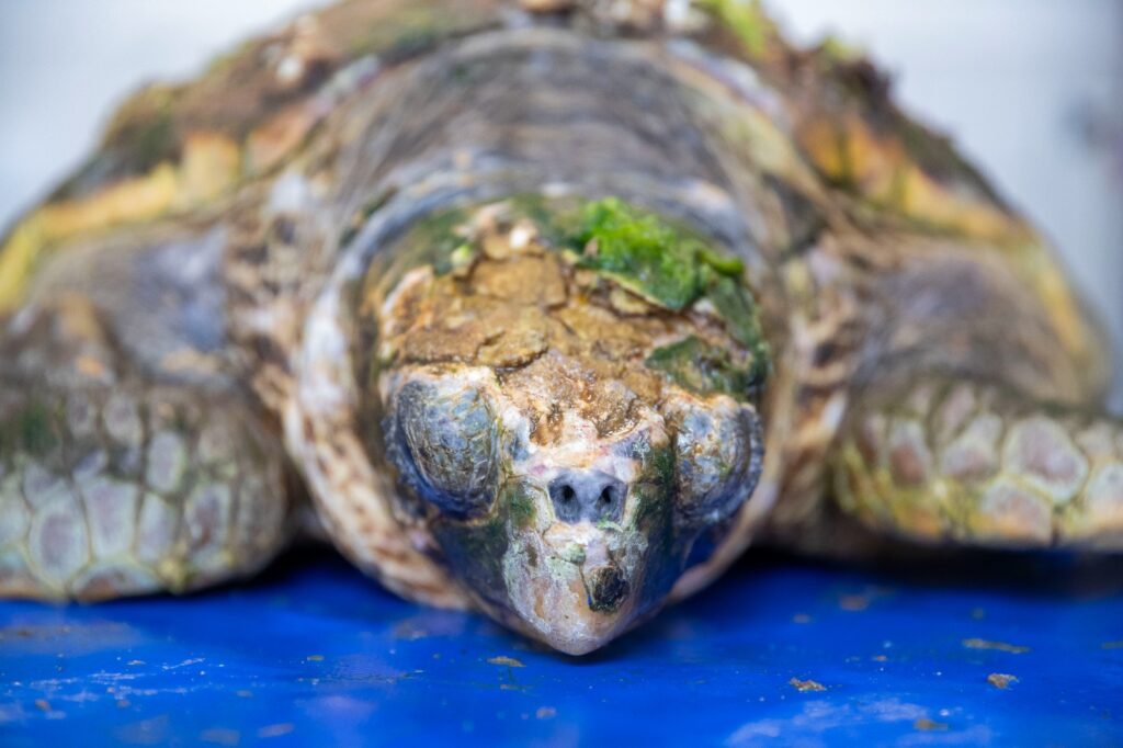 Yaralı Caretta caretta kurtarıldı